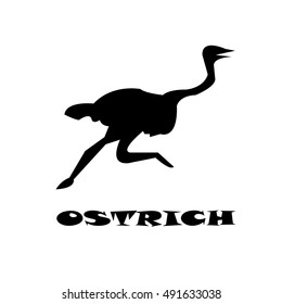 ostrich icon - vector illustrator