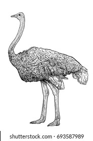 Ostrich illustration, drawing, engraving, ink, line art, vector