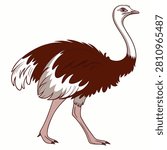 Ostrich isolated on white background, full body side view. Vector illustration .