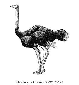 Ostrich isolated on white background. Sketch graphic big bird of savannah in engraving style. Design retro black and white drawing. Vector illustration.