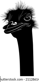 Ostrich isolated on white background