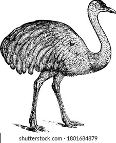 Ostrich is a large flightless bird native to Africa in the family Struthionidae., vintage line drawing or engraving illustration.