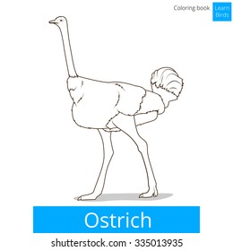 Ostrich learn birds educational game coloring book vector illustration