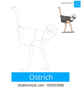 Ostrich learn birds educational game learn to draw vector illustration
