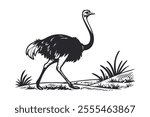 Ostrich Line Art Vector Illustration