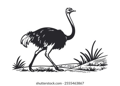 Ostrich Line Art Vector Illustration