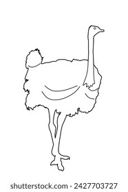 Ostrich line contour vector silhouette illustration isolated on white background. Cartoon character. Big bird from Africa.