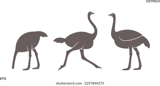 Ostrich logo. Isolated ostrich on white background