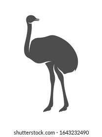 Ostrich logo vector, Animal graphic, Ostrich design Template illustration