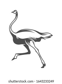 Ostrich logo vector, Animal graphic, Ostrich design Template illustration