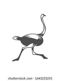 Ostrich logo vector, Animal graphic, Ostrich design Template illustration