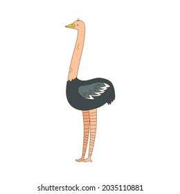 Ostrich with Long Neck as African Animal Vector Illustration
