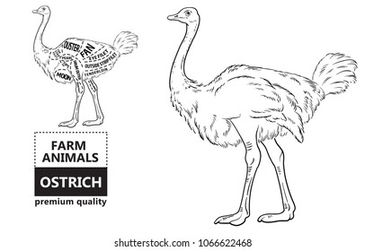 ostrich meat cuts with elements and names. Isolated black on white background. Butcher shop. Vector illustration.