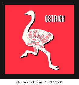 Ostrich meat cutting charts vector illustration for butchers shop guide. Label for farm design