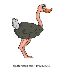 Ostrich on white background Cute Cartoon Vector illustration