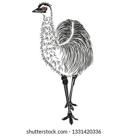Ostrich in outline on white background. Vector illustration, EPS 10