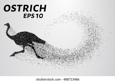 Ostrich from the particles. The ostrich consists of small circles. Vector illustration