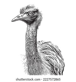 Ostrich portrait sketch hand drawn engraving style Vector illustration.