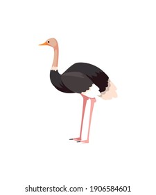 ostrich portrait of wild australian animal, isolated on white background vector illustration
