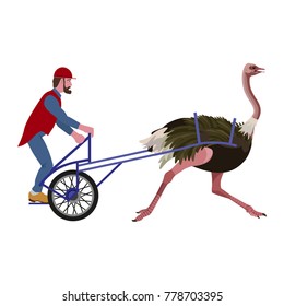 Ostrich racing. Large bird pulling rider on cart. Vector illustration isolated on white background.