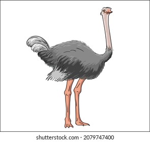 Ostrich. Realistic vector illustration for kids.