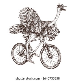 Ostrich rides a bicycle sketch style engraving vector