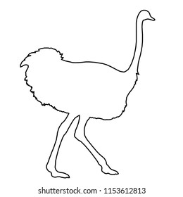 Ostrich running of black contour curves on white background. Vector illustration.