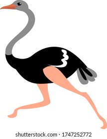 Correr avestruz , ilustración, vector sobre fondo blanco