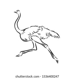 Ostrich running, Sketch, contour vector illustration 
