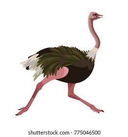 Ostrich running. Vector illustration isolated on the white background