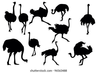 ostrich silhouette collection ( vector)