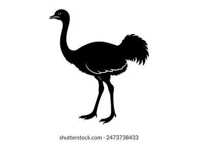 Ostrich silhouette, Handdrawn Ostrich silhouette illustration