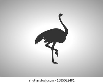 Ostrich Silhouette on White Background. Isolated Vector Animal