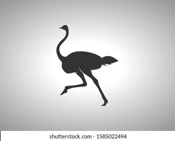 Ostrich Silhouette on White Background. Isolated Vector Animal