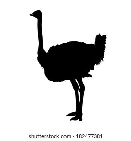 Ostrich Silhouette Vector