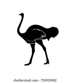 Ostrich Silhouette Vector