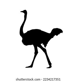 Ostrich silhouette. Vector illustration isolated on the white background