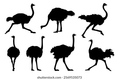 ostrich silhouettes on the white background