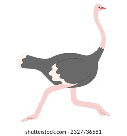 Ostrich Single 3 cute on white background, vector illustration. 