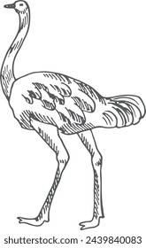 Ostrich sketch. Hand drawn farm bird animal