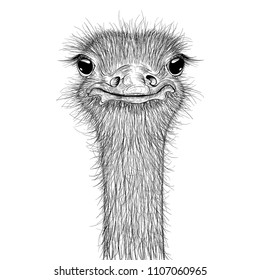 Ostrich sketch. Head closeup. Vector illustration isolated on white background