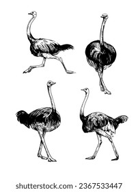 Ostrich sketch illustration. Vector black outline on transparent background