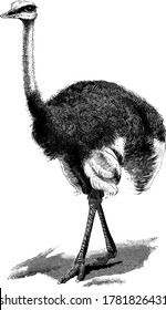 Ostrich, ostrich is a species of large flightless bird native to Africa, vintage line drawing or engraving illustration.