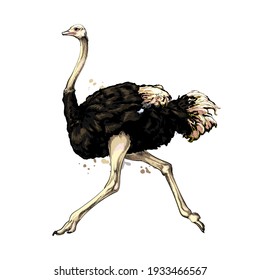 Ostrich from a splash of watercolor, colored drawing, realistic. Vector illustration of paints