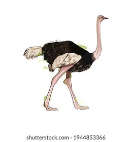 Ostrich from a splash of watercolor, colored drawing, realistic. Vector illustration of paints