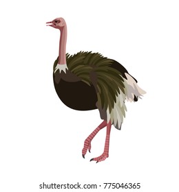 Ostrich standing on white background. Vector illustration