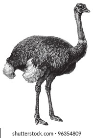 Ostrich (Struthio camelus) / vintage illustration from Meyers Konversations-Lexikon 1897