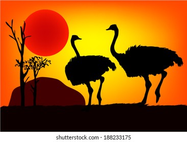 Ostrich in sunset. Vector
