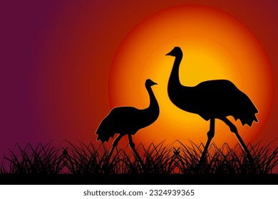 Ostrich at sunset.Silhouette of emu on orange sun background. Two ostrich in Australian savanna. Couple cassowary at sundown. Wildlife nature of Australia. Australia Day banner. Vector illustration