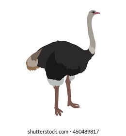 Ostrich vector. Birds of savannah in flat design. African fauna illustration. Wild life in tropics concept for childrens books illustrating. Ostrich farm logo. Big ostrich standing isolated on white.